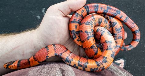  &0183;&32;<p>Mostly kings and milks. . Hybrid snakes for sale